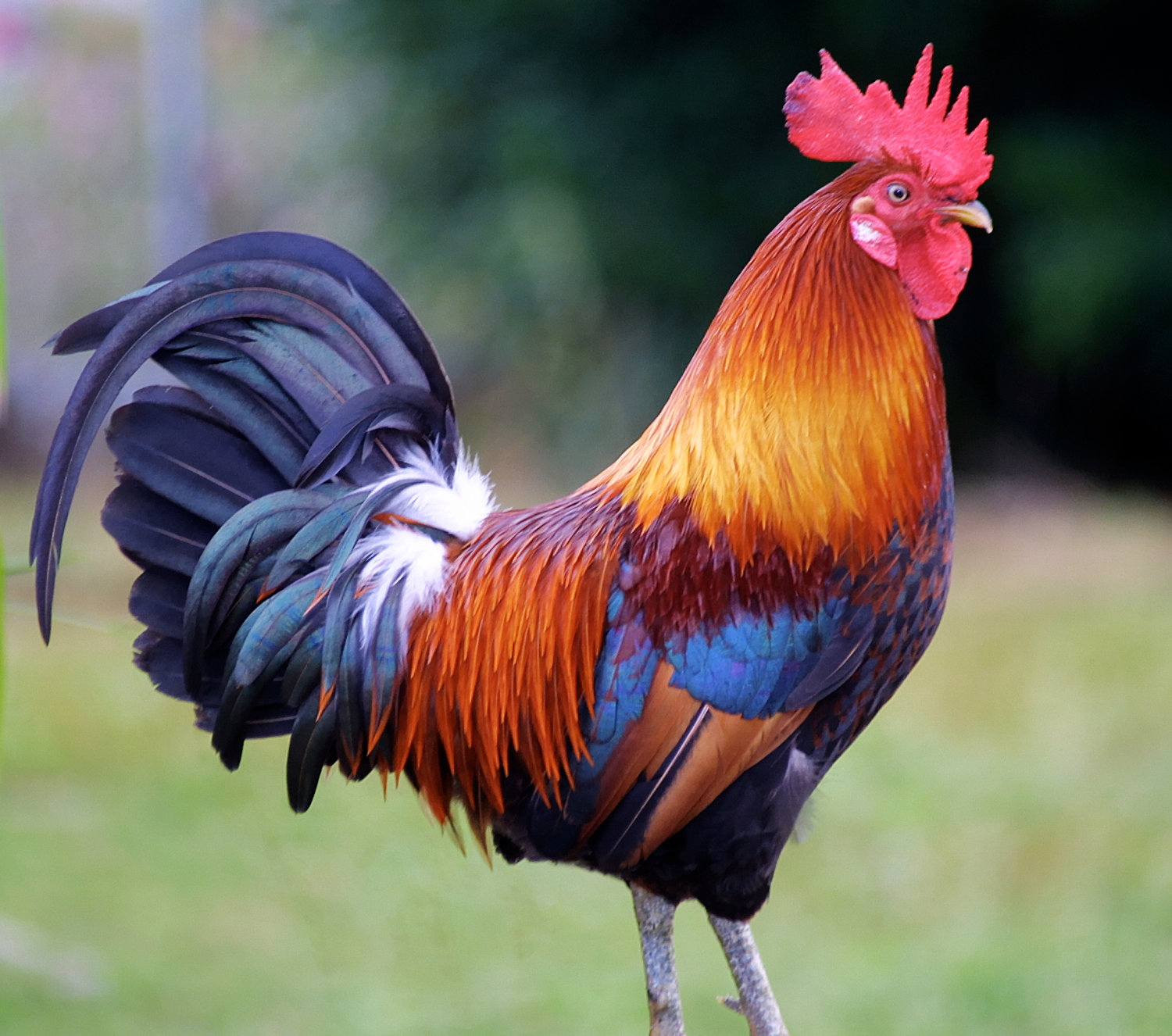 Chicken Coops In Phoenix Arizona At Tamara Mattison Blog