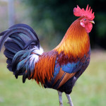 Rooster