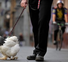 Urban Chicken on a leash
