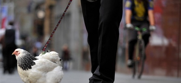 Urban Chicken on a leash